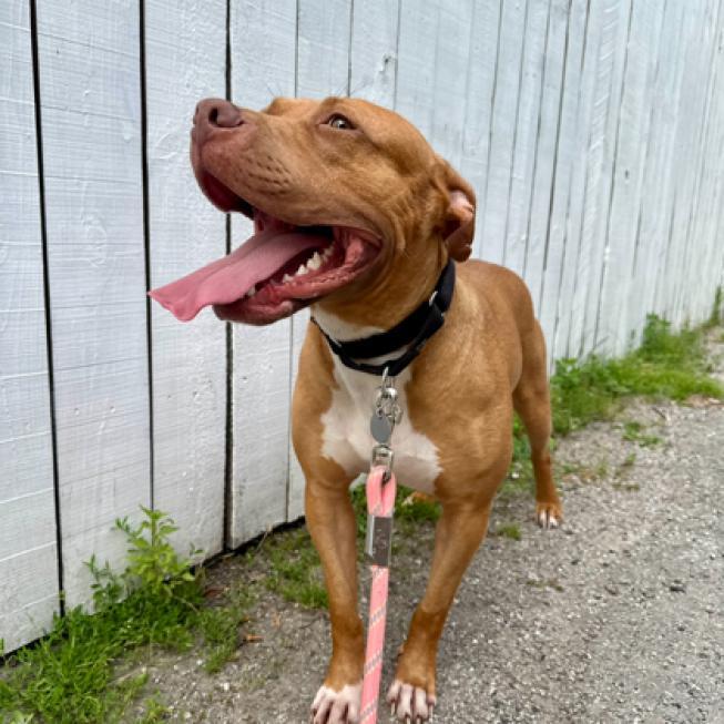 Enlarge Faith, a Adoptable mixed breed in Oak Park, IL image 3/6
