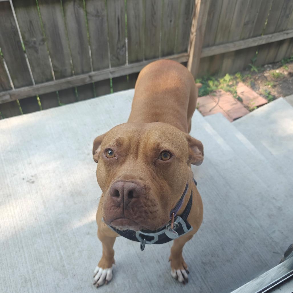 Enlarge Faith, a Adoptable mixed breed in Oak Park, IL image 5/6