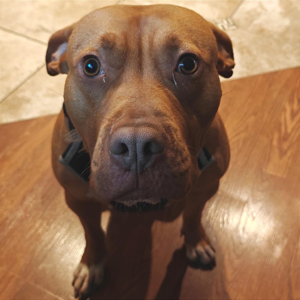 Enlarge Faith, a Adoptable mixed breed in Oak Park, IL image 6/6