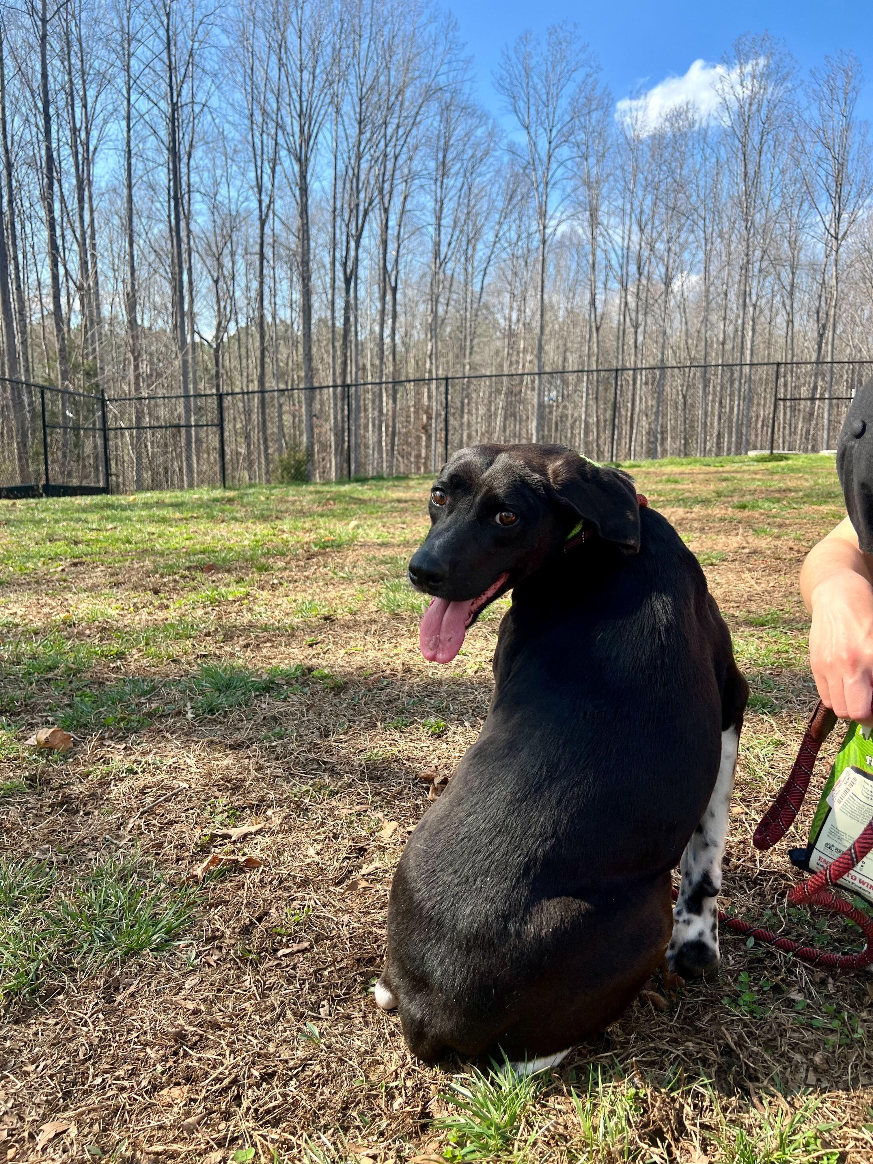 Enlarge Medora , an adopted mixed breed in Maidens, VA image 2/6