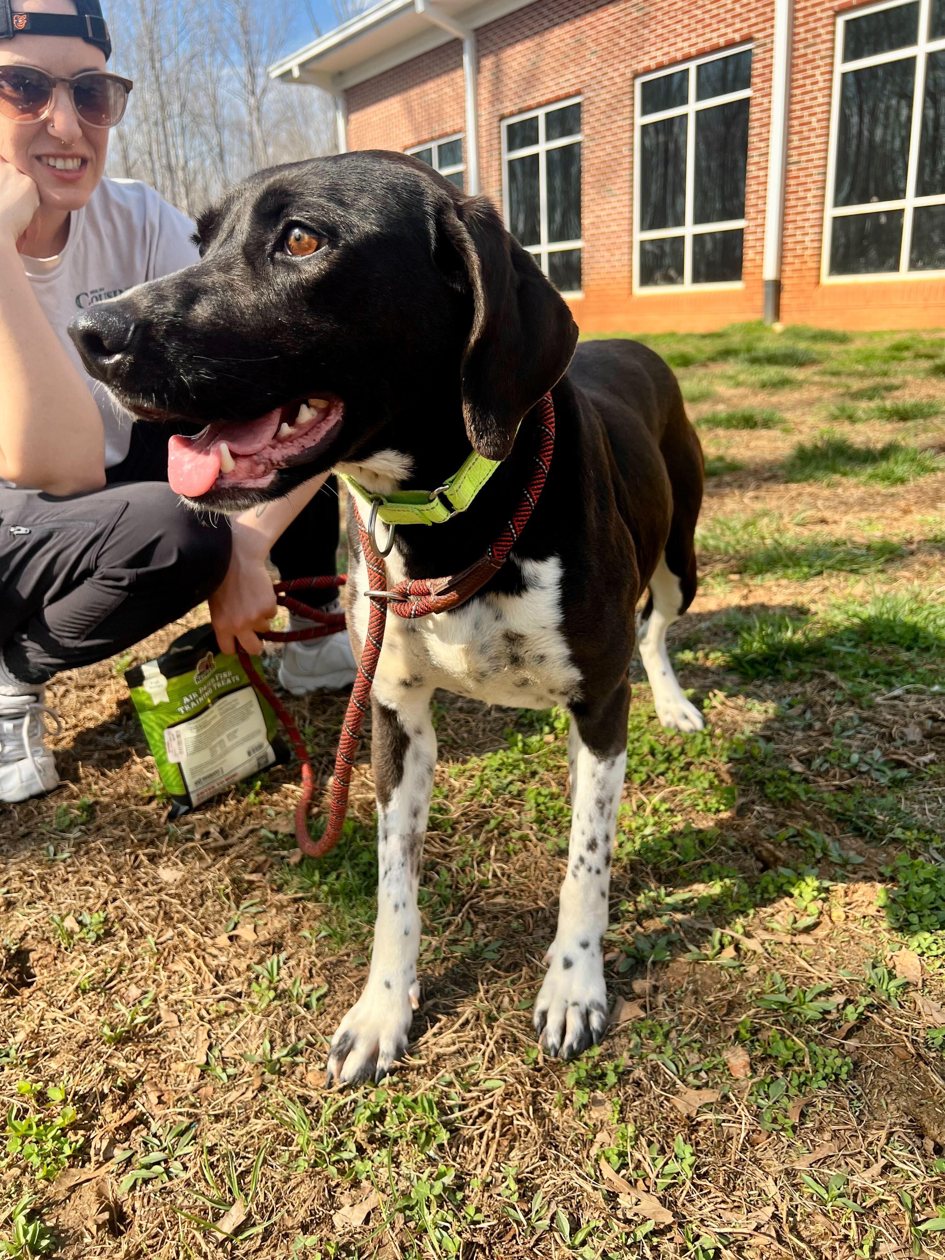 Enlarge Medora , an adopted mixed breed in Maidens, VA image 6/6
