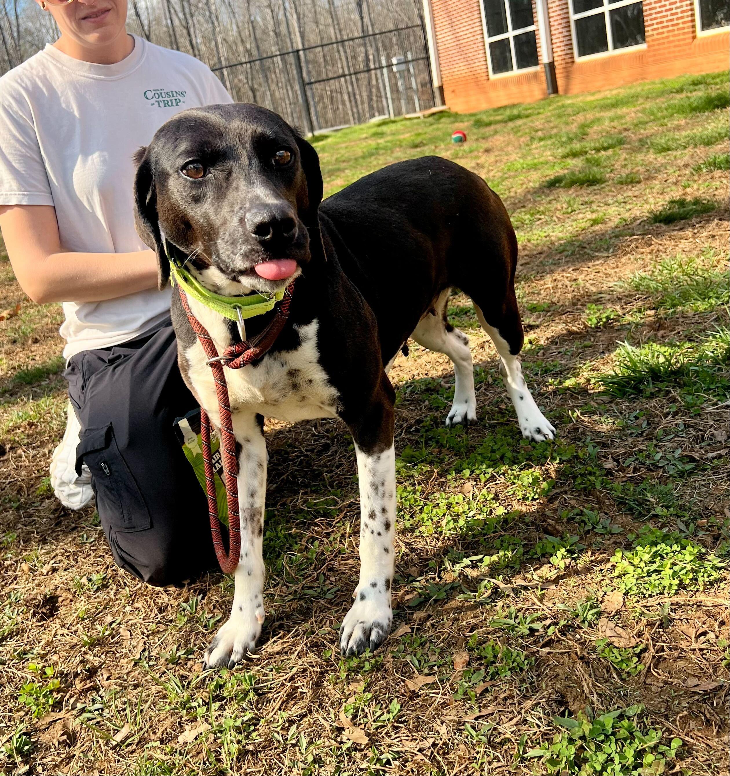 Enlarge Medora , an adopted mixed breed in Maidens, VA image 5/6