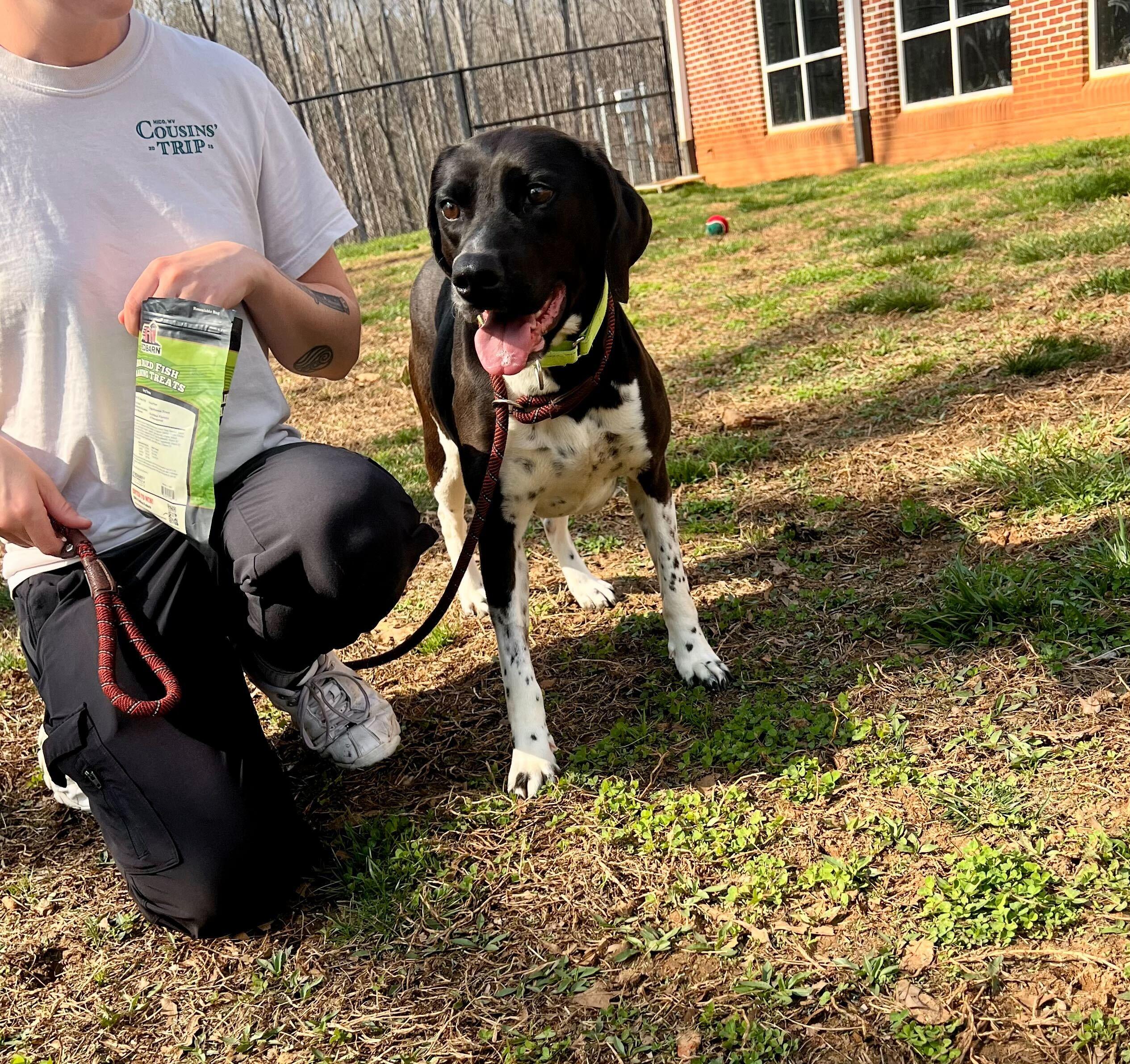 Medora , adopted, Adult Female Terrier.