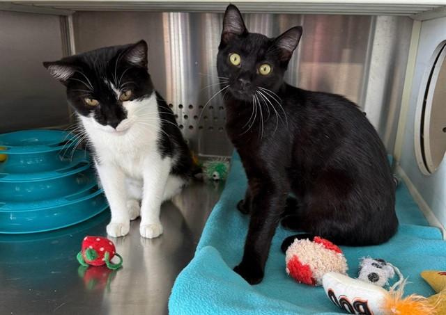 SQUEAKY, Adoptable, Young Female Domestic Short Hair.