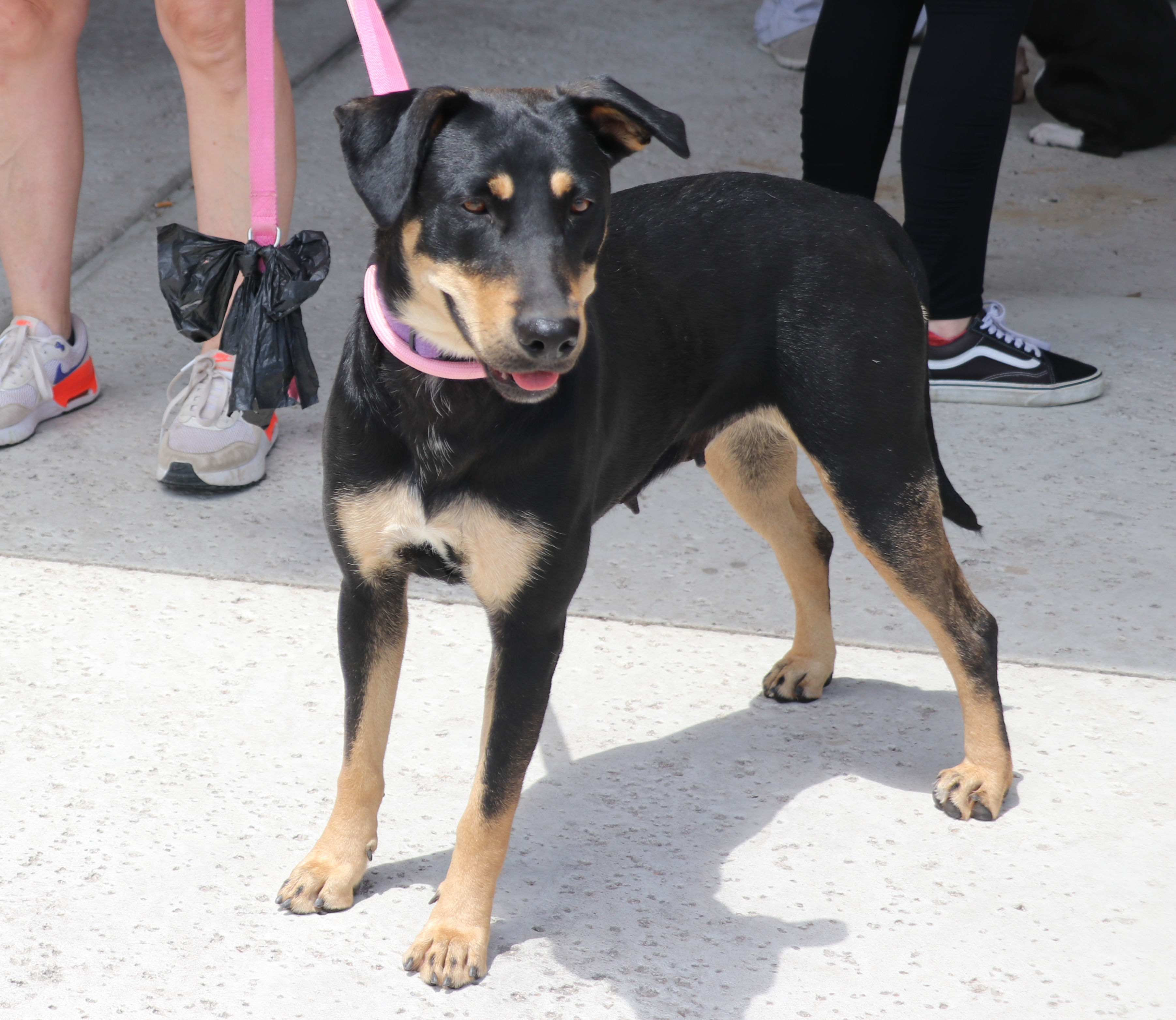Luna MK, a Adoptable Labrador Retriever in Cape Neddick, ME image 3/6