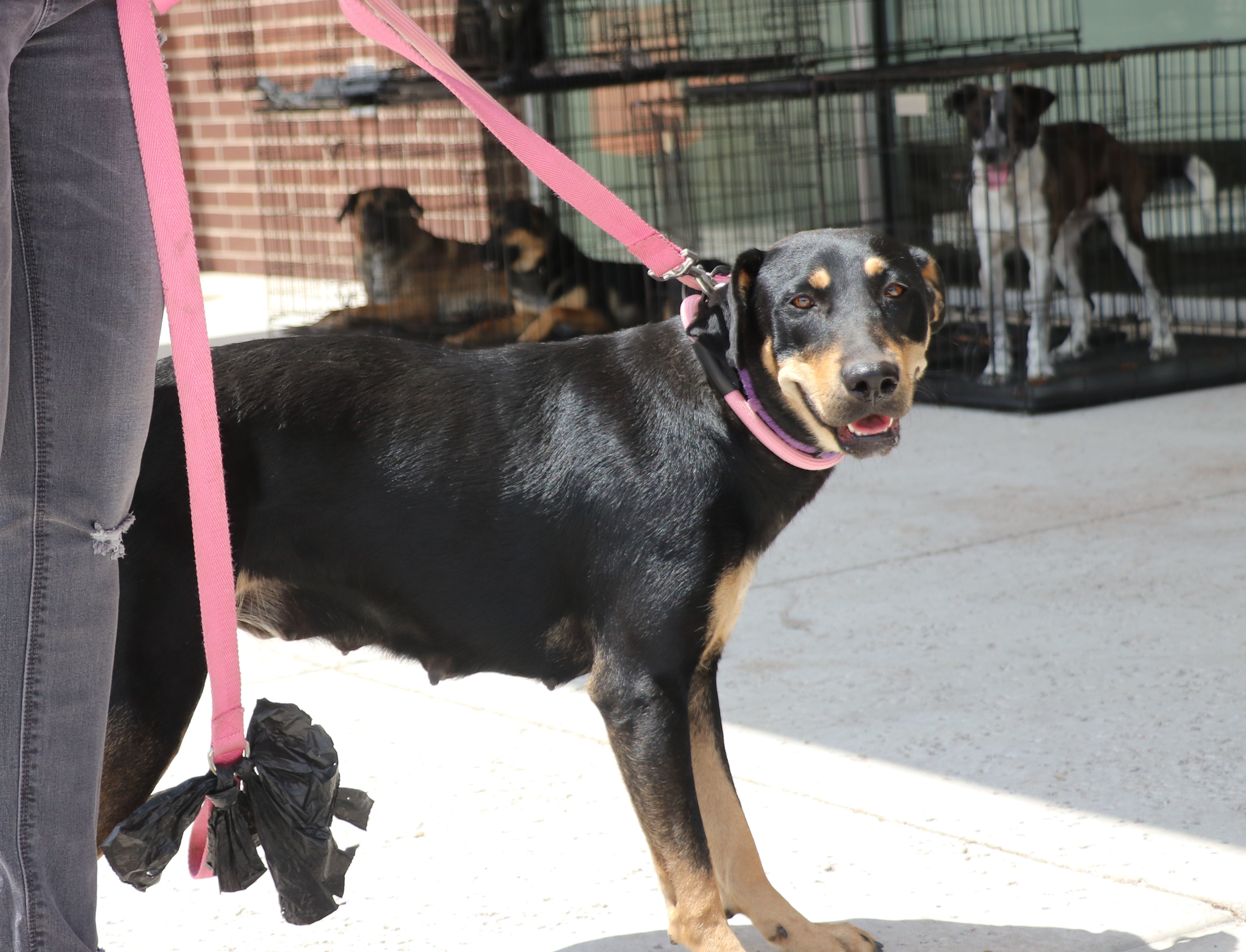 Luna MK, a Adoptable Labrador Retriever in Cape Neddick, ME image 4/6