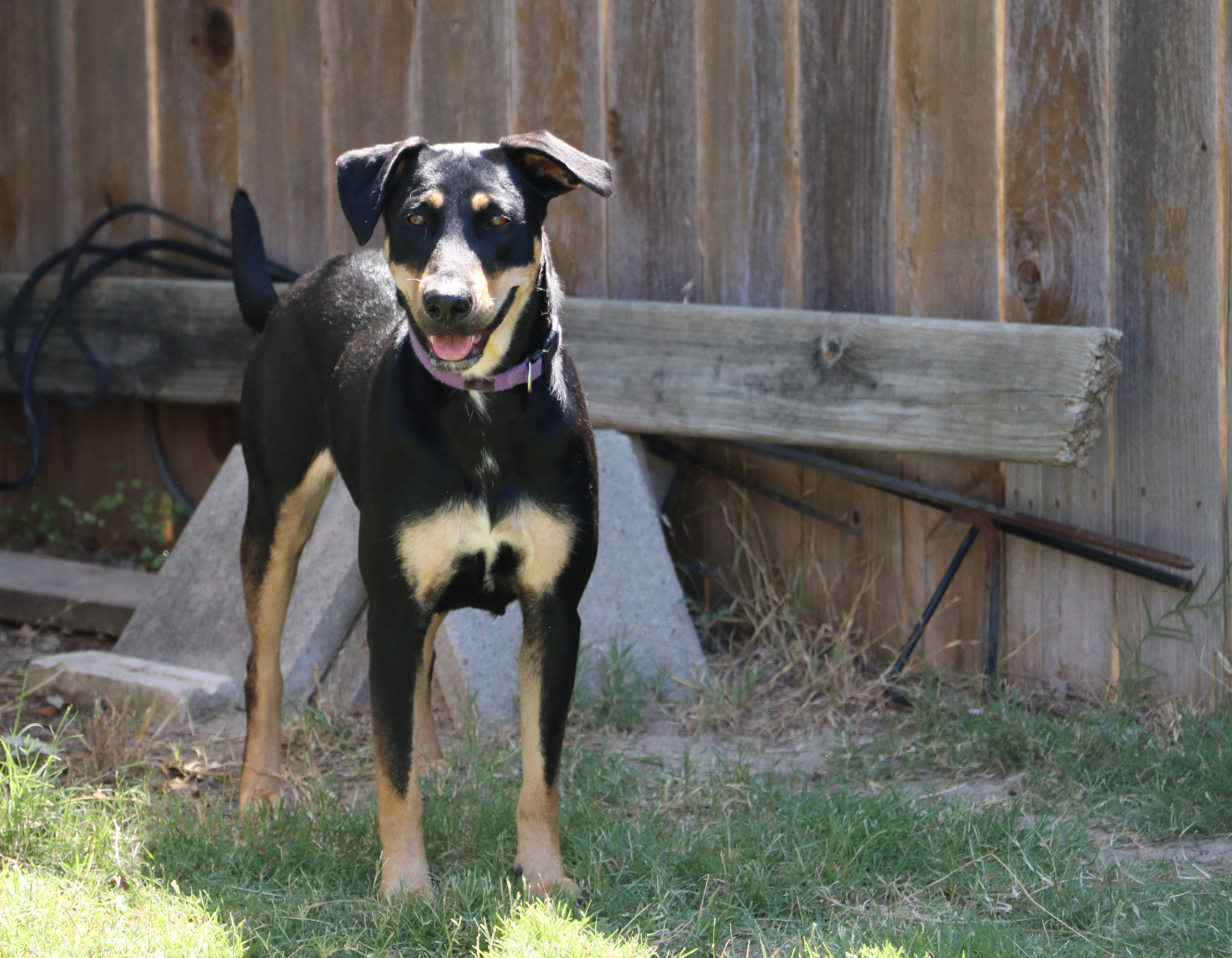 Luna MK, Adoptable, Adult Female Labrador Retriever.