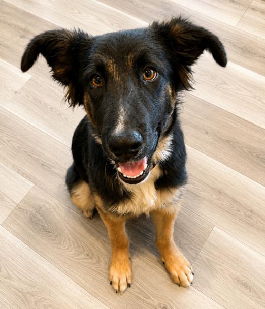 Xander, Adoptable, Young Male German Shepherd Dog.
