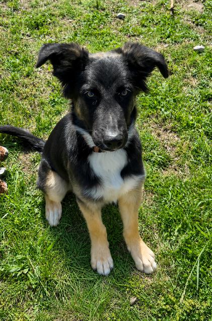 Enlarge Xander, a Adoptable mixed breed in Seattle, WA image 2/5