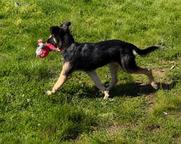 Enlarge Xander, a Adoptable mixed breed in Seattle, WA image 3/5