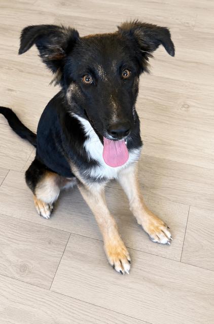 Enlarge Xander, a Adoptable mixed breed in Seattle, WA image 4/5