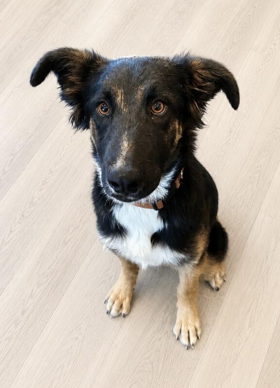 Enlarge Xander, a Adoptable mixed breed in Seattle, WA image 5/5