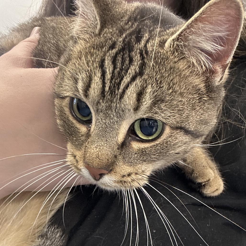 Julie De Longpre, a Adoptable Domestic Short Hair in Watertown, NY image 1/2