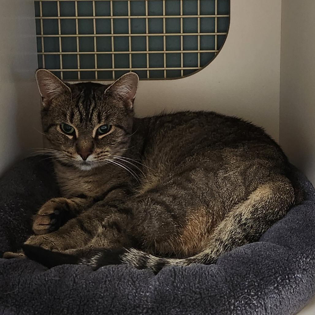 Julie De Longpre, a Adoptable Domestic Short Hair in Watertown, NY image 2/2