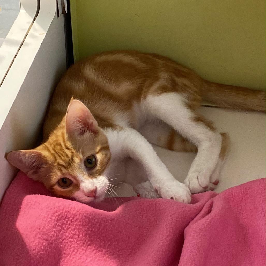 Honey, Adoptable, Kitten Female Domestic Short Hair.