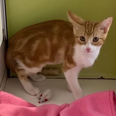 Honey, a Adoptable Domestic Short Hair in Temecula, CA image 2/4