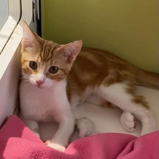 Honey, a Adoptable Domestic Short Hair in Temecula, CA image 3/4