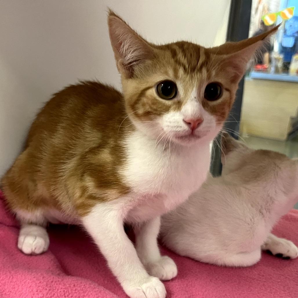 Honey, a Adoptable Domestic Short Hair in Temecula, CA image 4/4