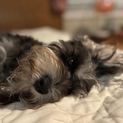 Enlarge Opal - Courtesy Post, a Adopted mixed breed in Redondo Beach, CA image 1/5