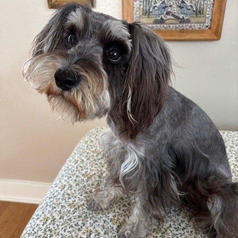 Enlarge Opal - Courtesy Post, a Adopted mixed breed in Redondo Beach, CA image 2/5