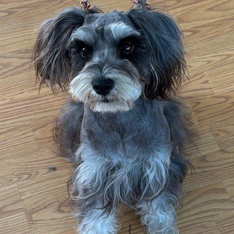 Enlarge Opal - Courtesy Post, a Adopted mixed breed in Redondo Beach, CA image 3/5