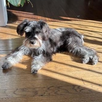 Enlarge Opal - Courtesy Post, a Adopted mixed breed in Redondo Beach, CA image 4/5