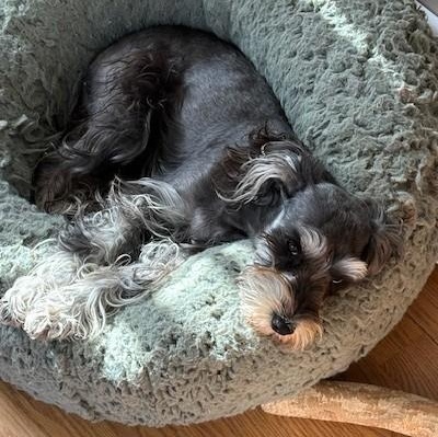 Enlarge Opal - Courtesy Post, a Adopted mixed breed in Redondo Beach, CA image 5/5