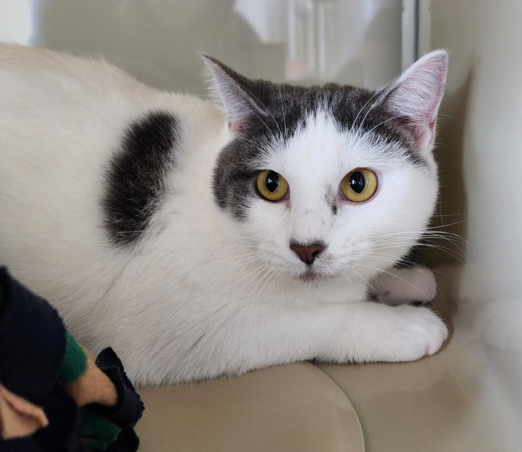 Jennifer Lopez, Adoptable, Kitten Female Domestic Short Hair.