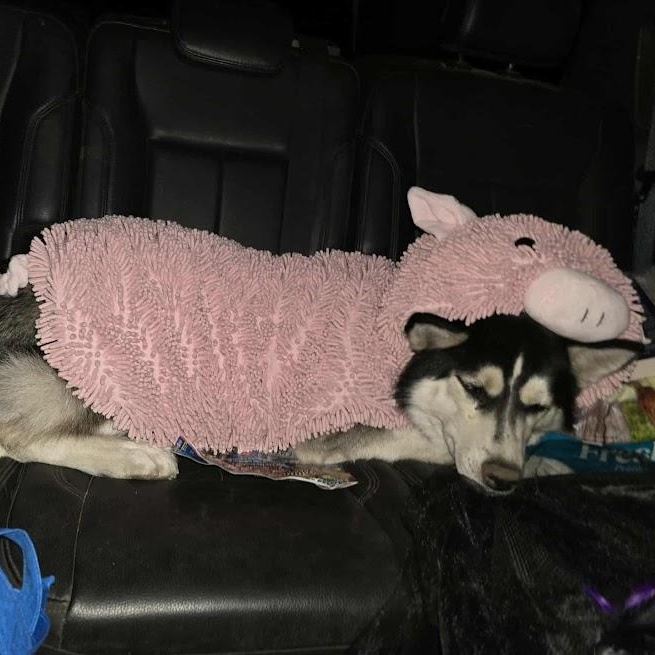 Luna, a Adoptable mixed breed in Watertown, SD image 2/6