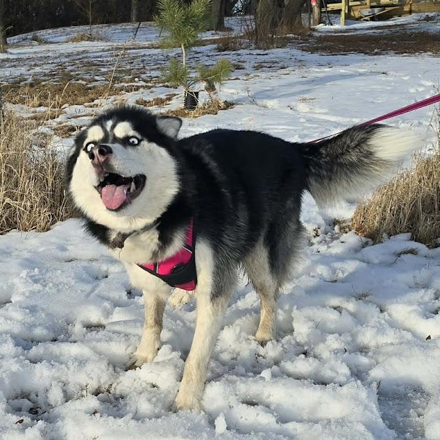 Luna, Adoptable, Young Female Siberian Husky & Alaskan Malamute.