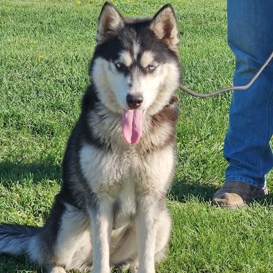 Luna, a Adoptable mixed breed in Watertown, SD image 3/6