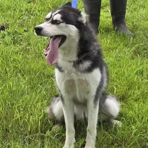 Luna, a Adoptable mixed breed in Watertown, SD image 4/6