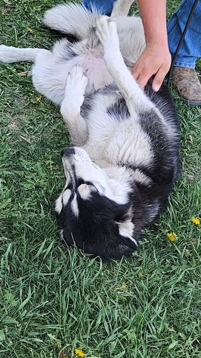 Luna, a Adoptable mixed breed in Watertown, SD image 5/6