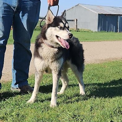 Luna, a Adoptable mixed breed in Watertown, SD image 6/6