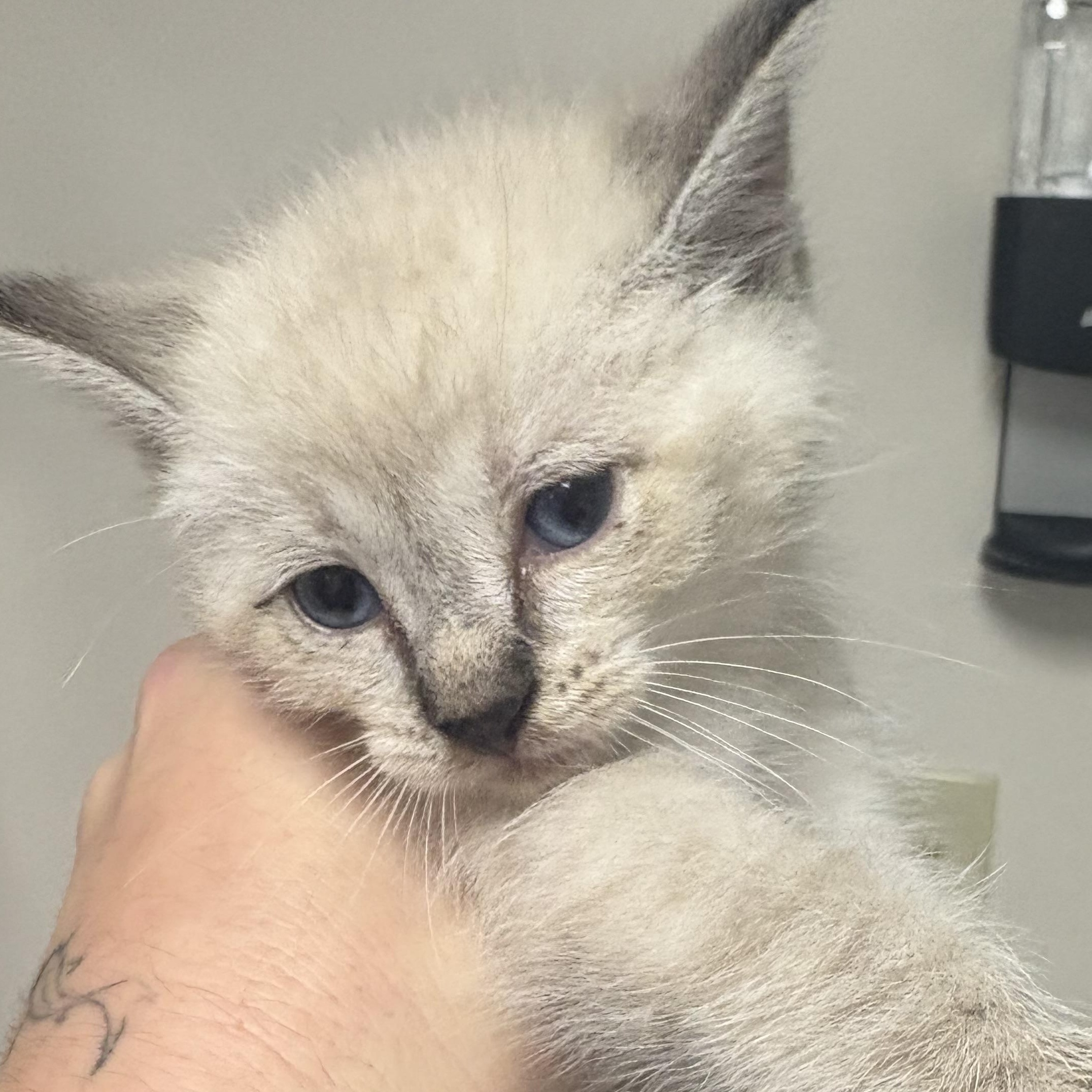 Enlarge Pay Day, a Adoptable Domestic Short Hair in Blue Springs, MO image 1/1