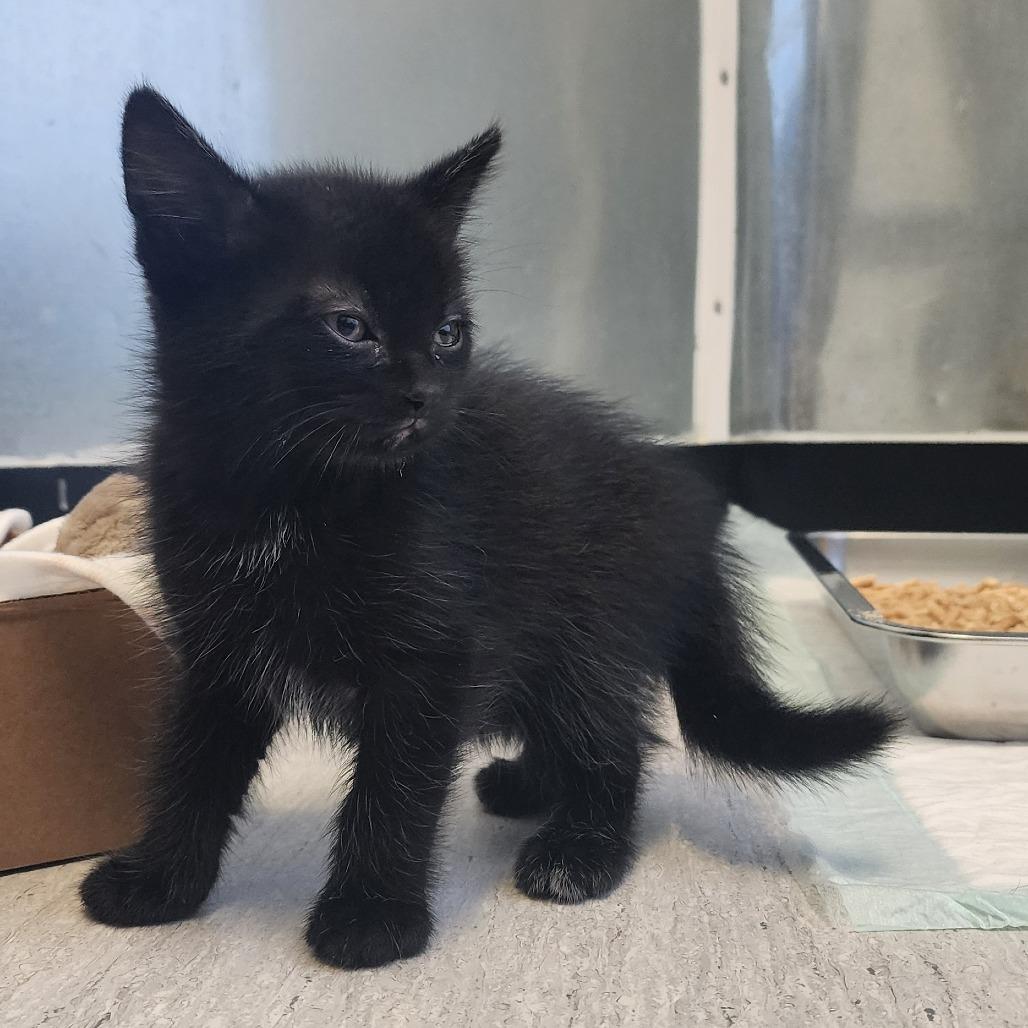 Snoop, Adoptable, Kitten Male Domestic Short Hair.
