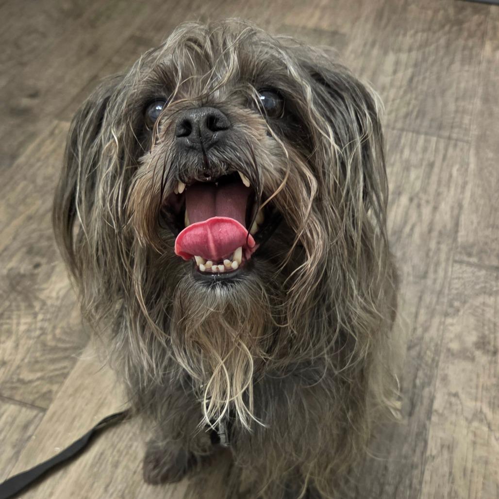 Enlarge Ripley, a Adoptable mixed breed in Redmond, WA image 1/3