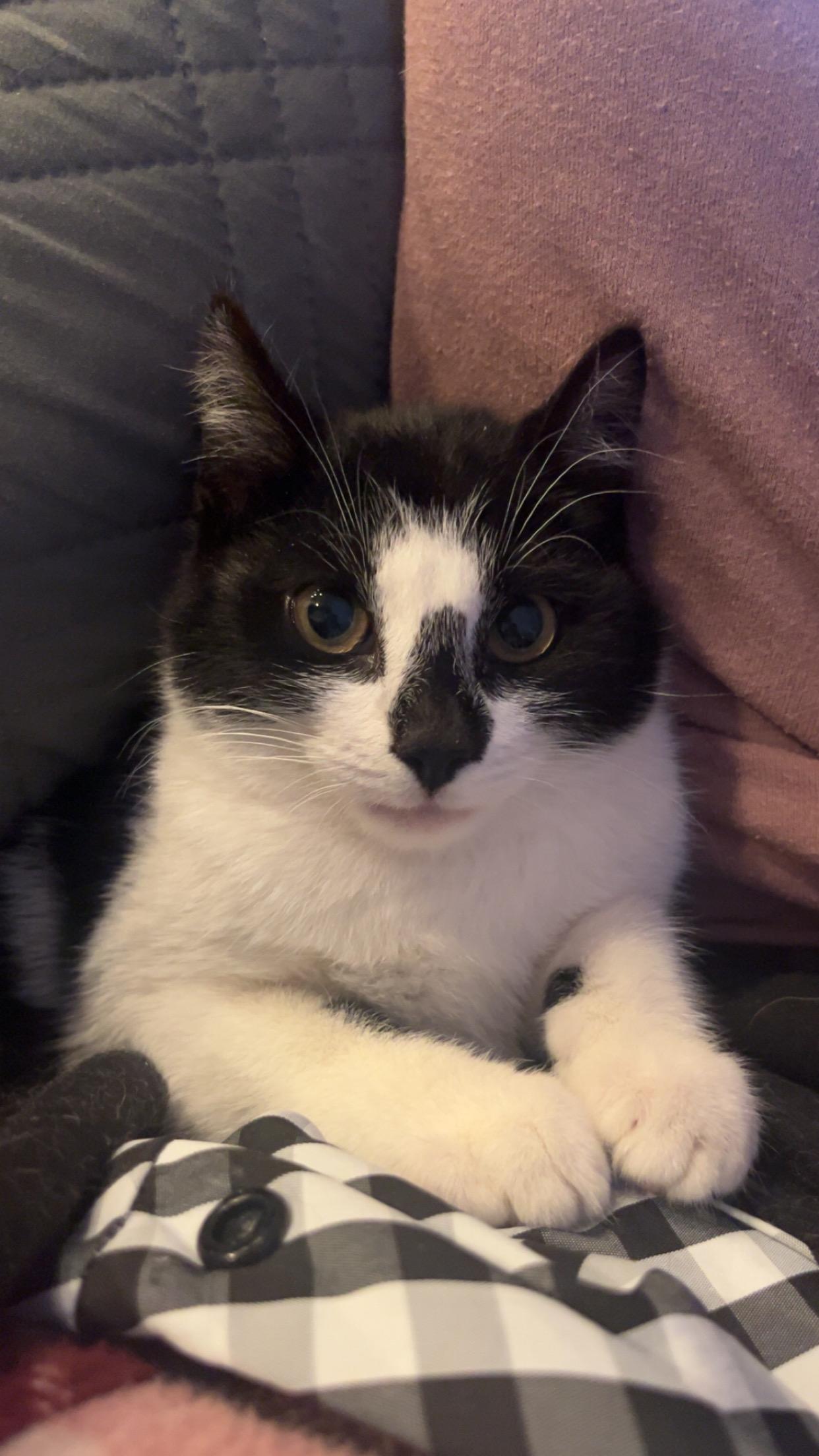 Sundae , Adoptable, Young Female Domestic Short Hair.