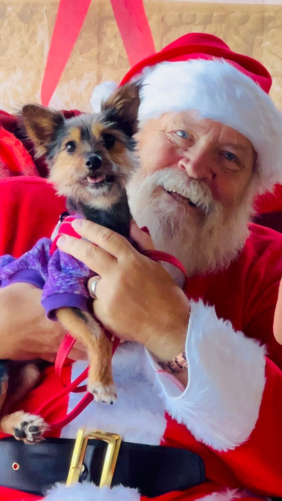 Arline, ADOPTABLE, Adult Female Yorkshire Terrier.