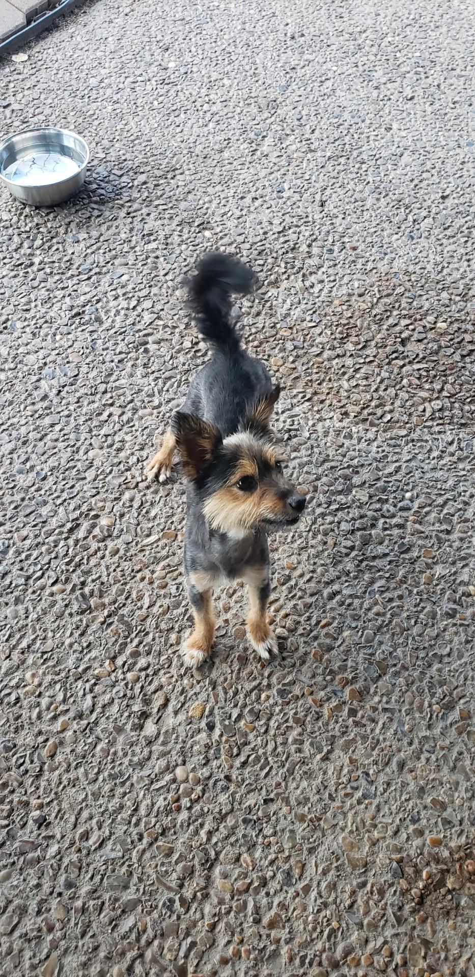 Enlarge Arline, a ADOPTABLE mixed breed in Deer Park, TX image 2/3