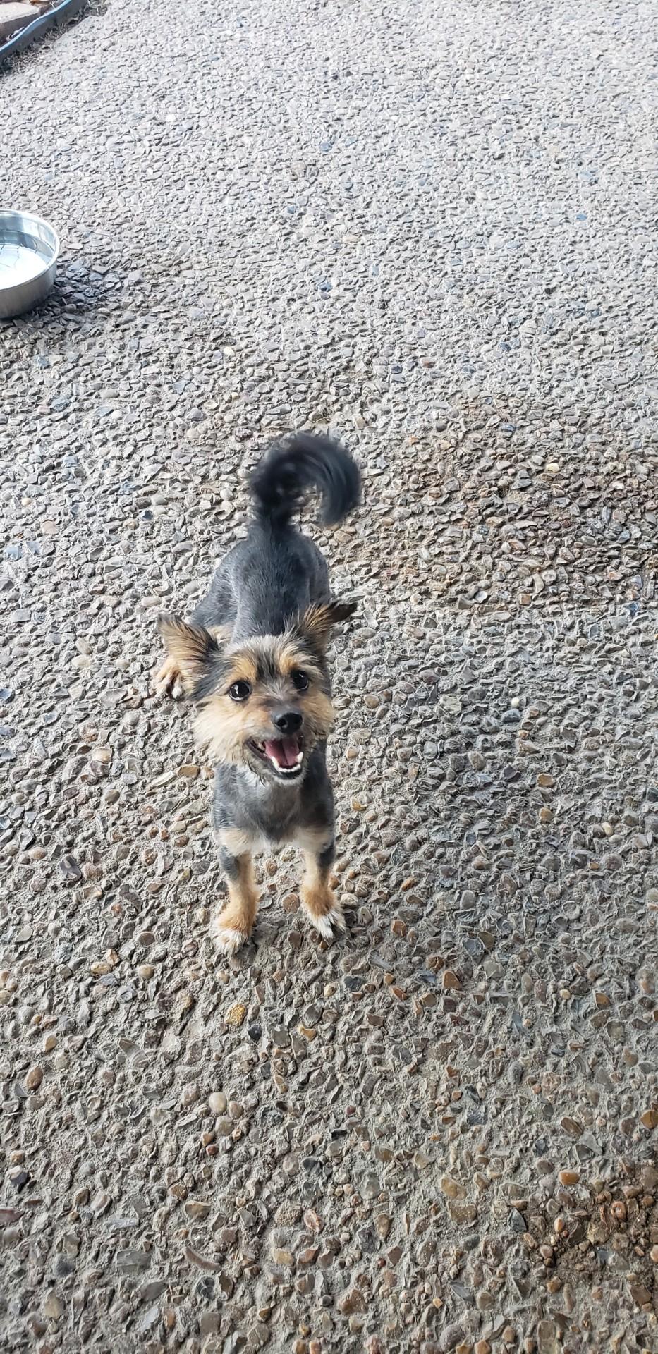 Enlarge Arline, a ADOPTABLE mixed breed in Deer Park, TX image 3/3