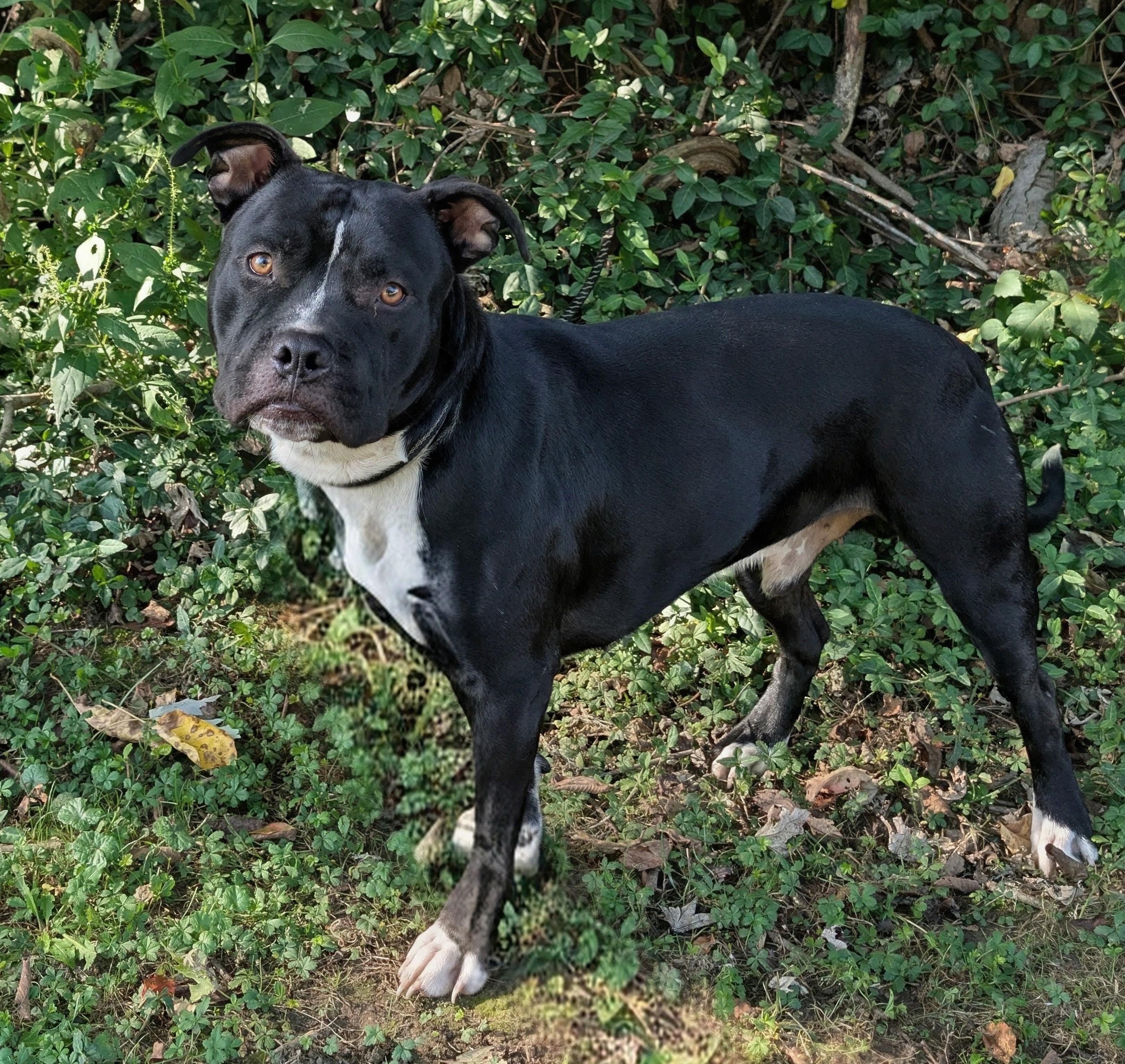 Enlarge Pete, a Adopted mixed breed in Maysville, KY image 1/1