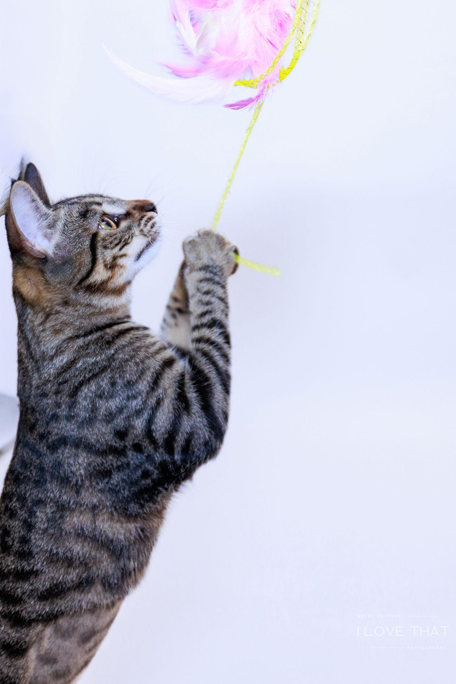 Lavender, a Adoptable Domestic Short Hair in The Woodlands, TX image 1/3