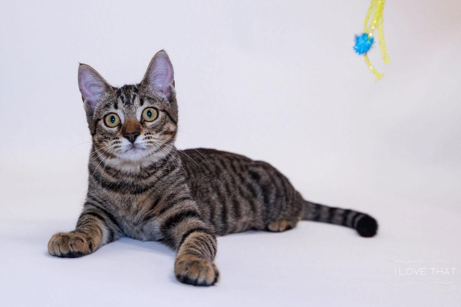 Lavender, a Adoptable Domestic Short Hair in The Woodlands, TX image 2/3