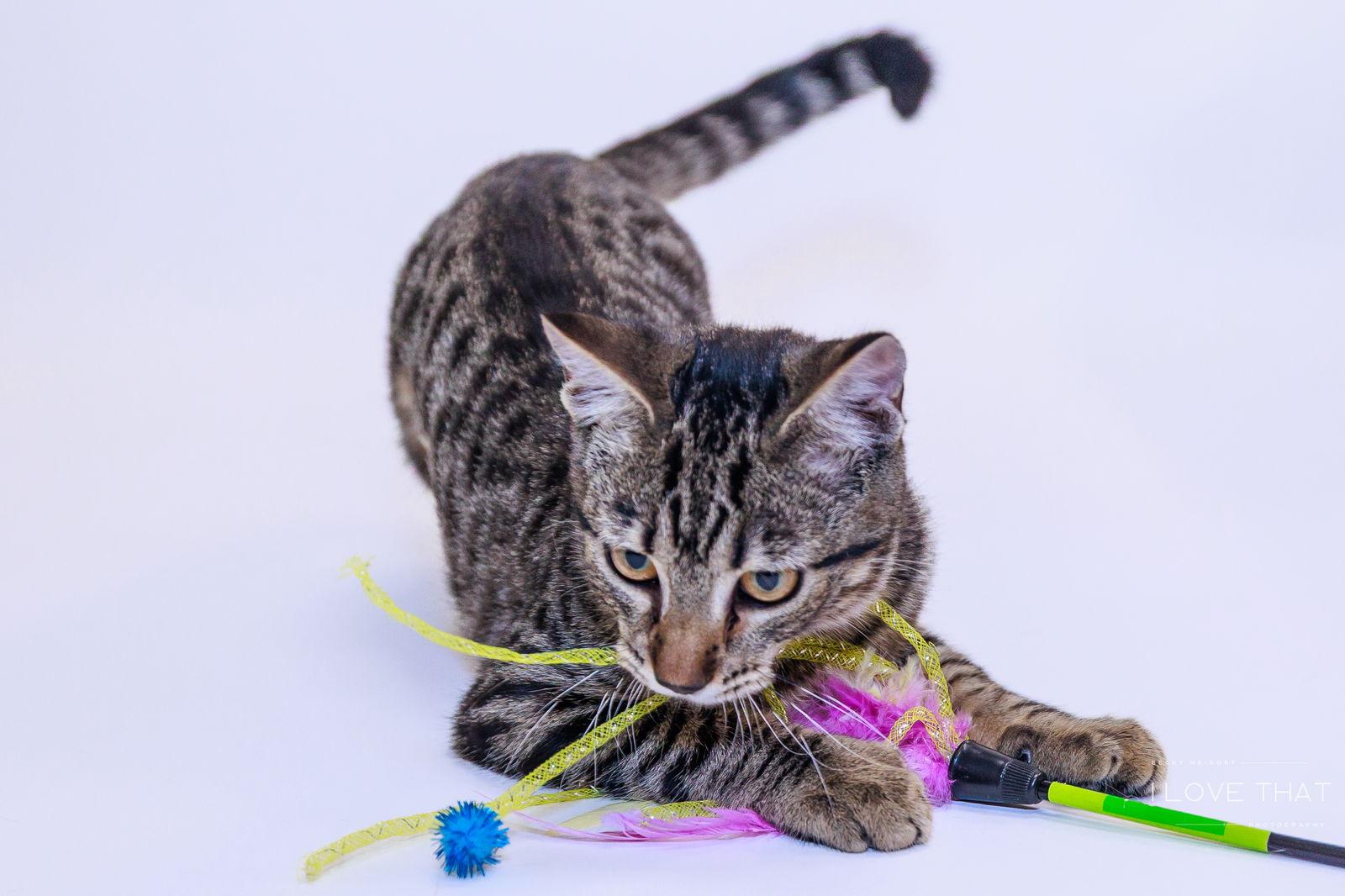 Lavender, a Adoptable Domestic Short Hair in The Woodlands, TX image 3/3