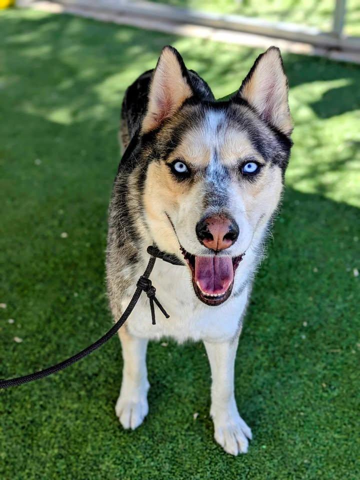 Ritchie, Adult Male Husky