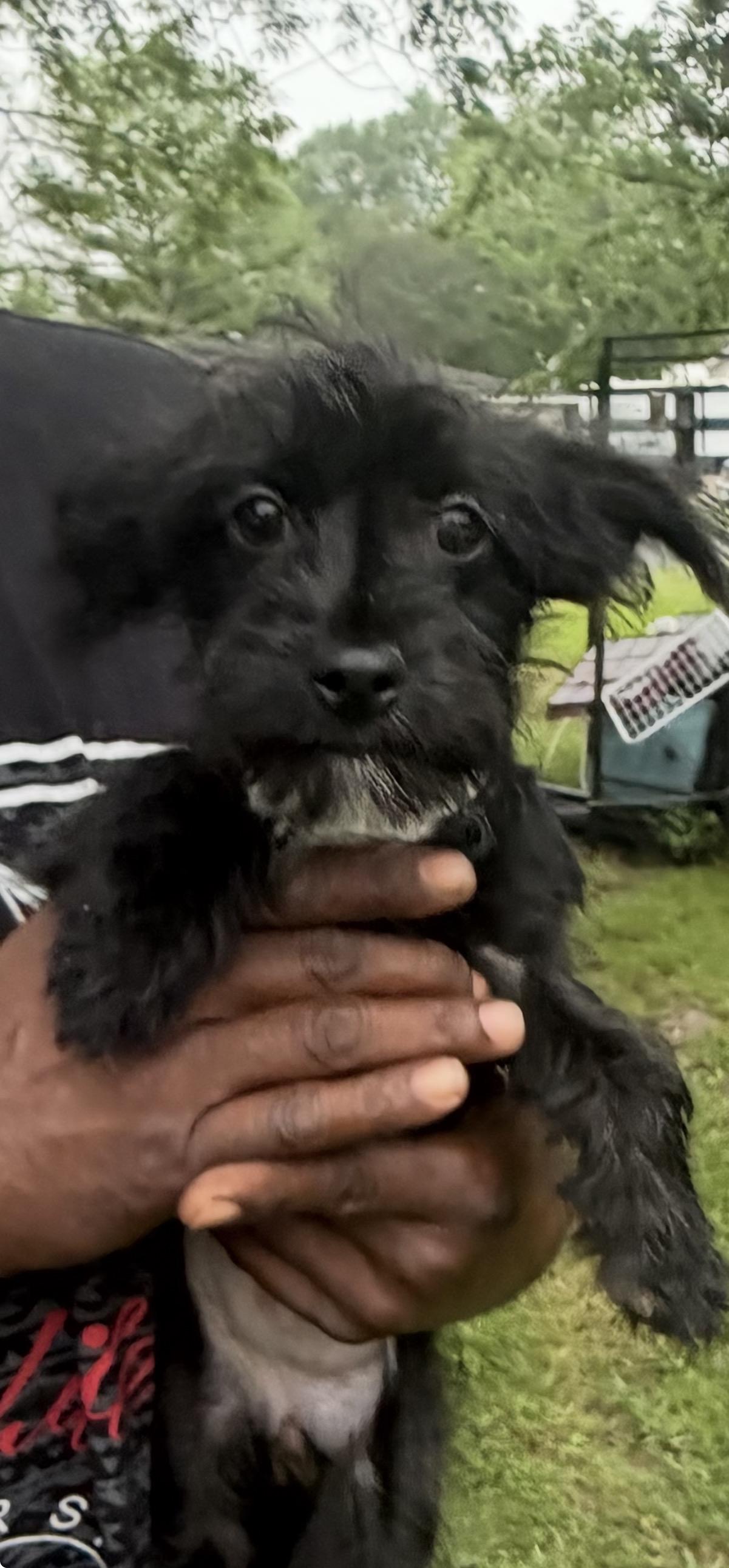 Ruffles, adopted, Young Female Maltese.