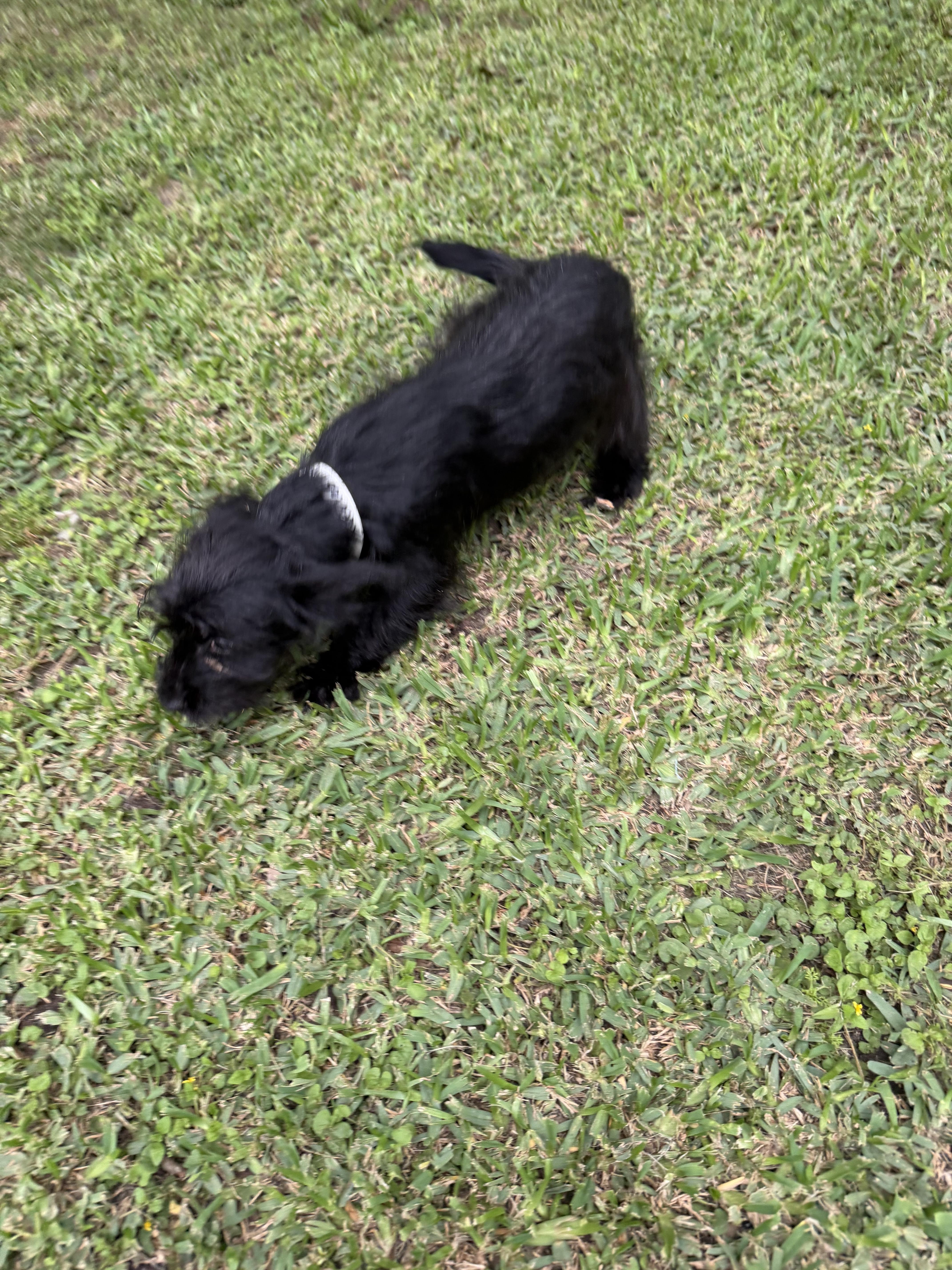 Ruffles, an adopted mixed breed in Westerly, RI image 2/3