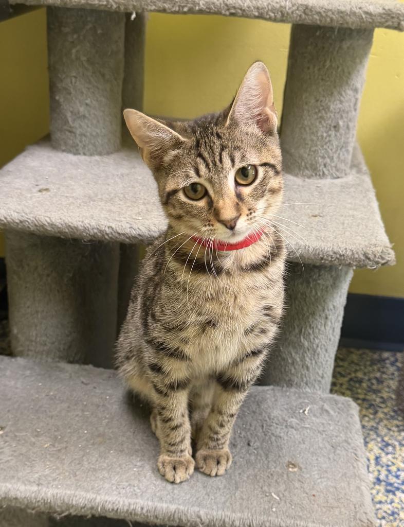Alice, Adoptable, Kitten Female Domestic Short Hair.