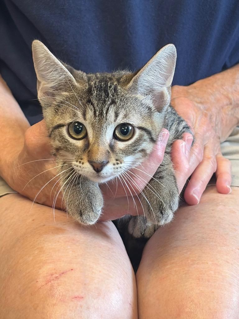 Alice, Adoptable, Kitten Female Domestic Short Hair.